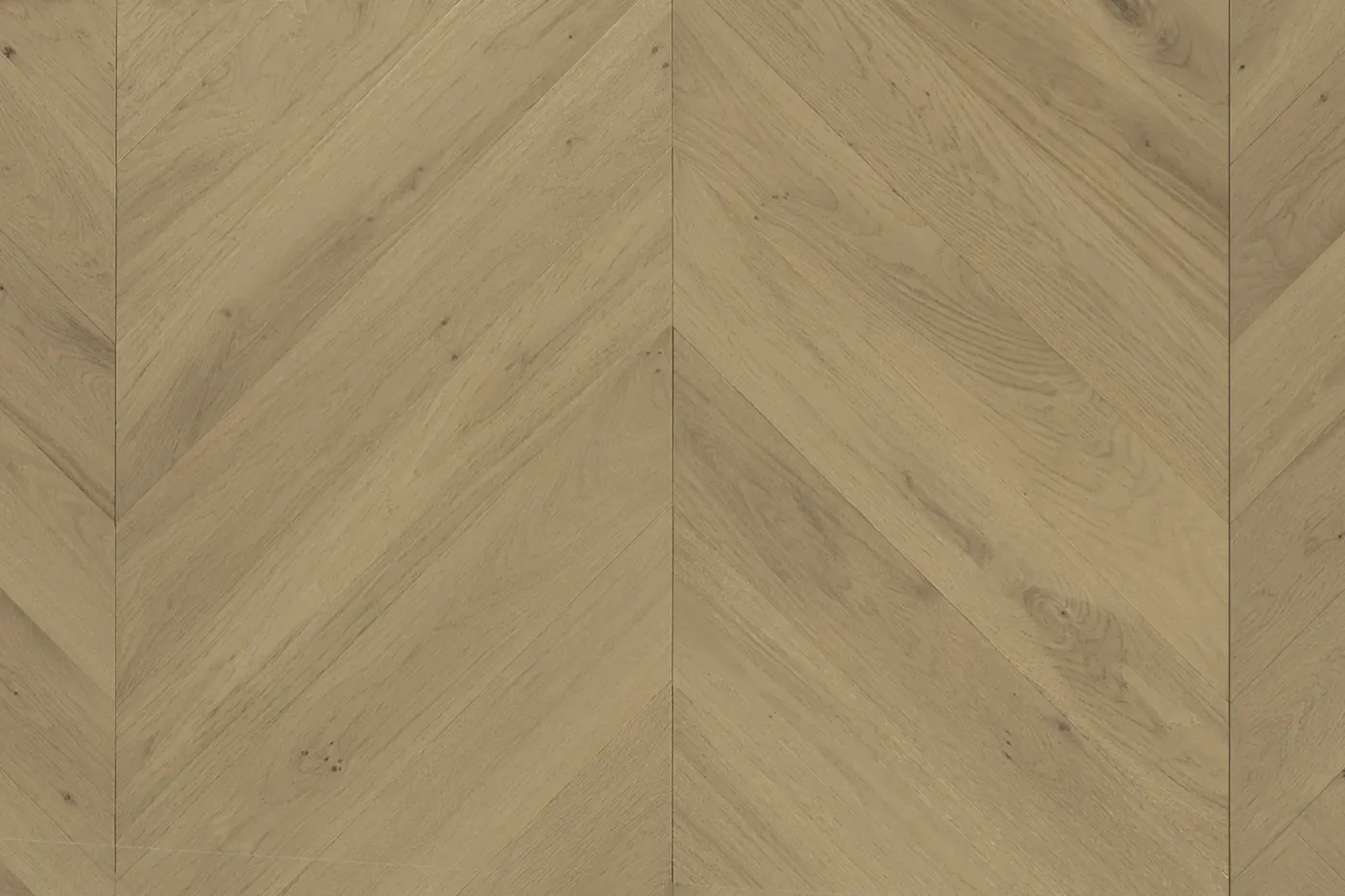 Cavallo Bianco Champagne engineered timber flooring colour swatch