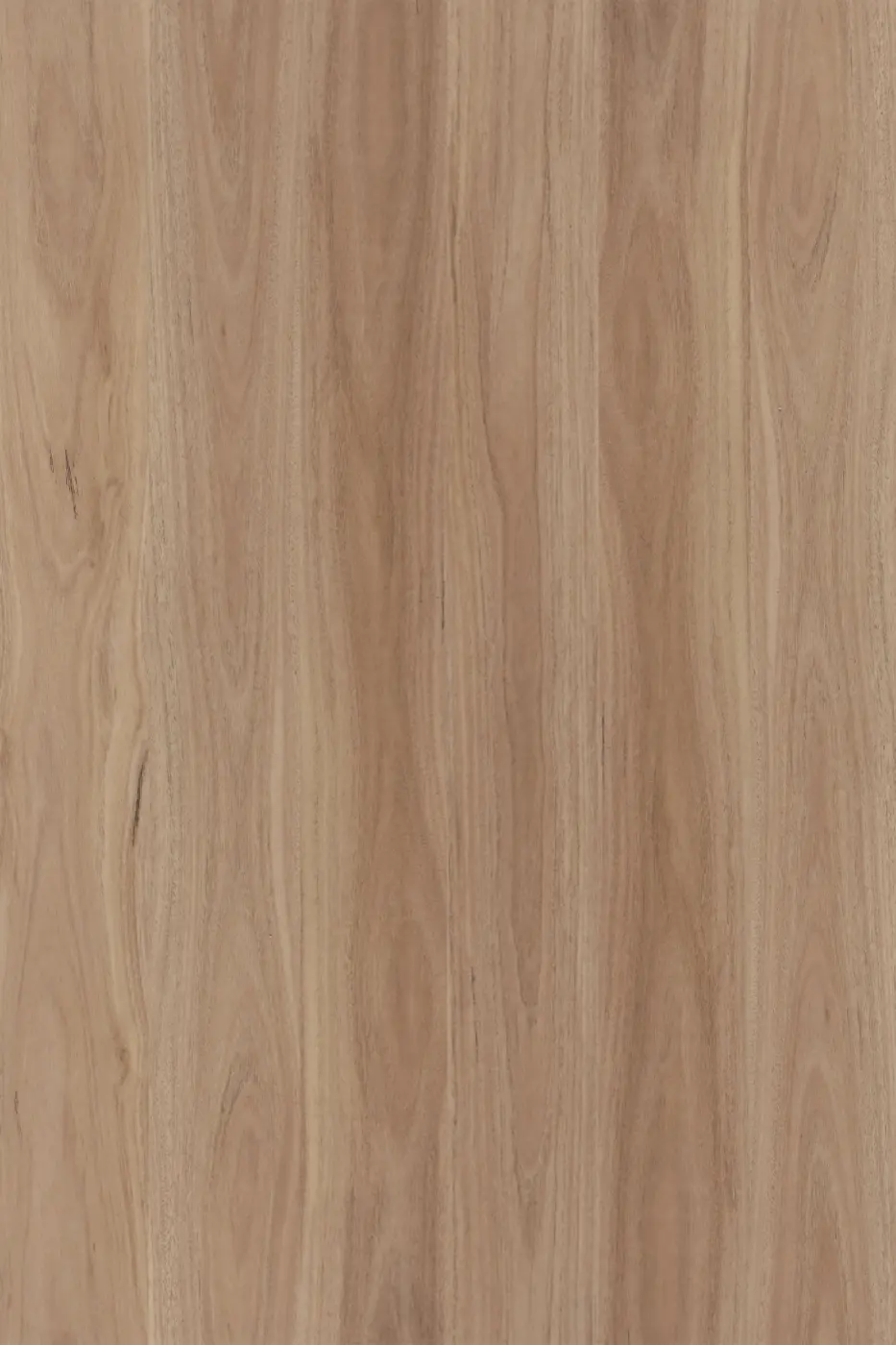 Avala Blackbutt hybrid flooring product photo
